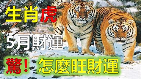 2023年屬虎|2023「十二生肖財運、犯太歲、運勢」！屬兔犯太歲。